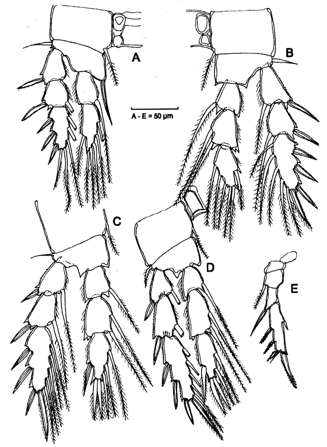 Species Speleophriopsis mljetensis - Plate 4 of morphological figures