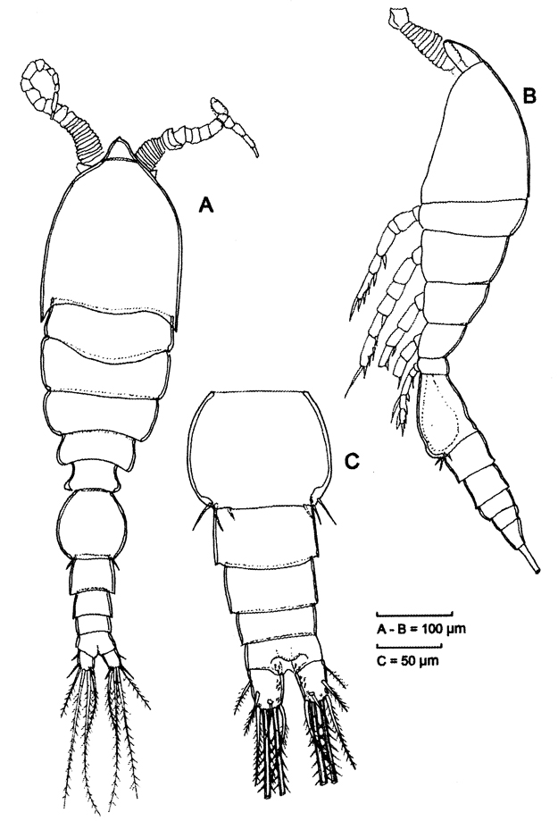 Species Speleophriopsis mljetensis - Plate 6 of morphological figures