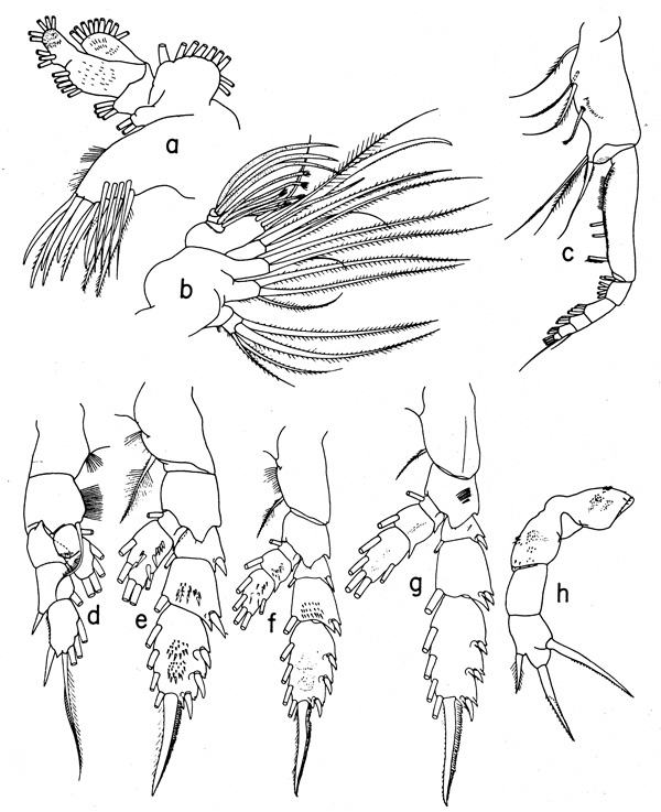 Espèce Lophothrix frontalis - Planche 3 de figures morphologiques