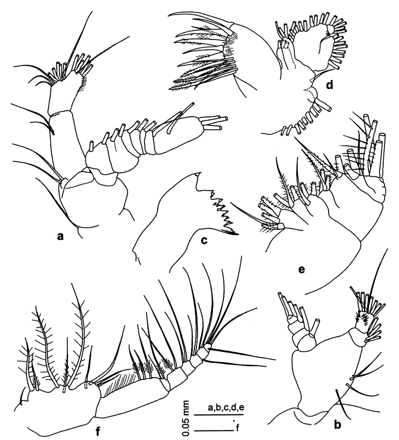 Espèce Centropages ponticus - Planche 26 de figures morphologiques
