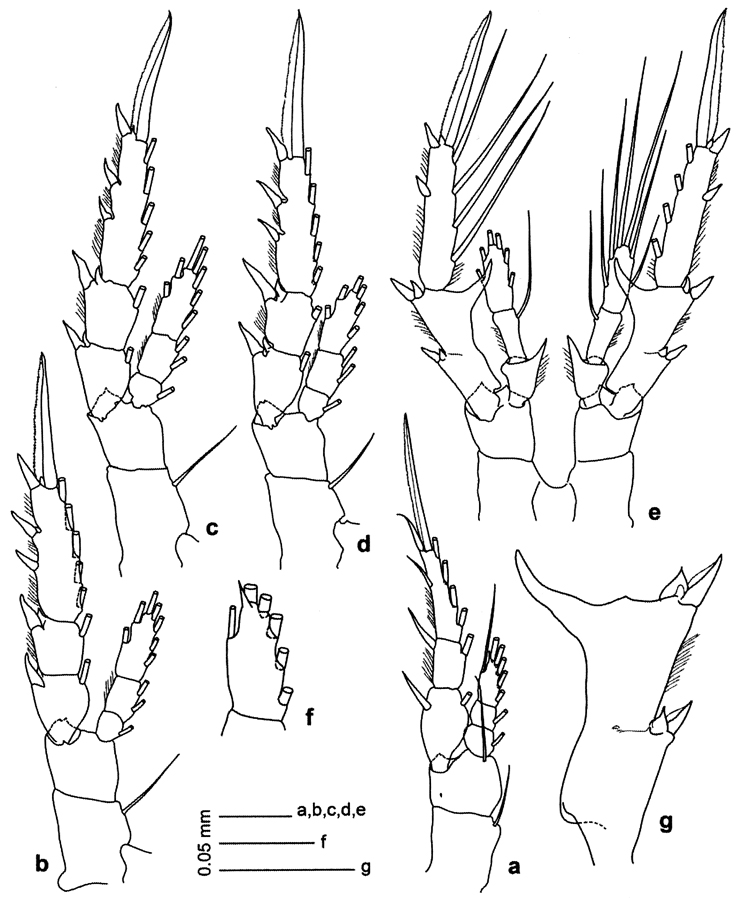 Species Centropages ponticus - Plate 27 of morphological figures