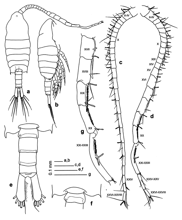 Espèce Centropages ponticus - Planche 30 de figures morphologiques