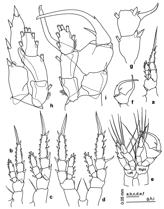 Species Centropages ponticus - Plate 32 of morphological figures