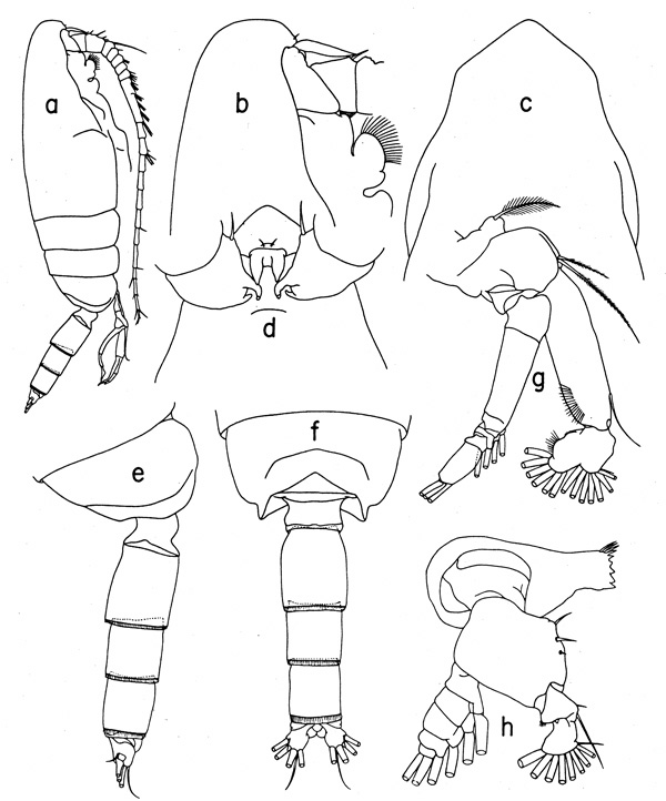 Espèce Lophothrix frontalis - Planche 4 de figures morphologiques