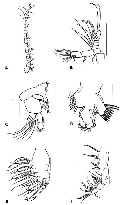 Species Bestiolina sarae - Plate 3 of morphological figures