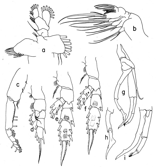 Species Lophothrix frontalis - Plate 5 of morphological figures