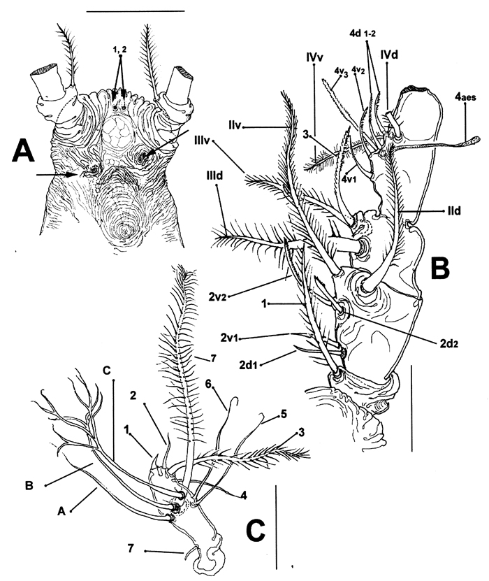 Espèce Monstrilla chetumalensis - Planche 2 de figures morphologiques
