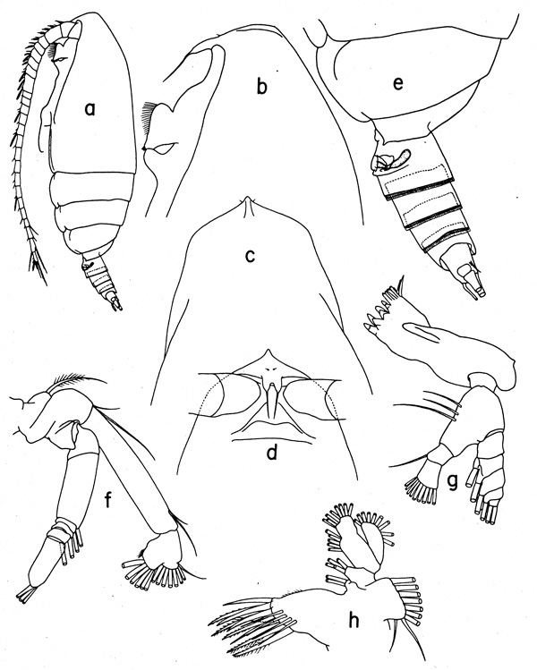 Species Lophothrix latipes - Plate 3 of morphological figures