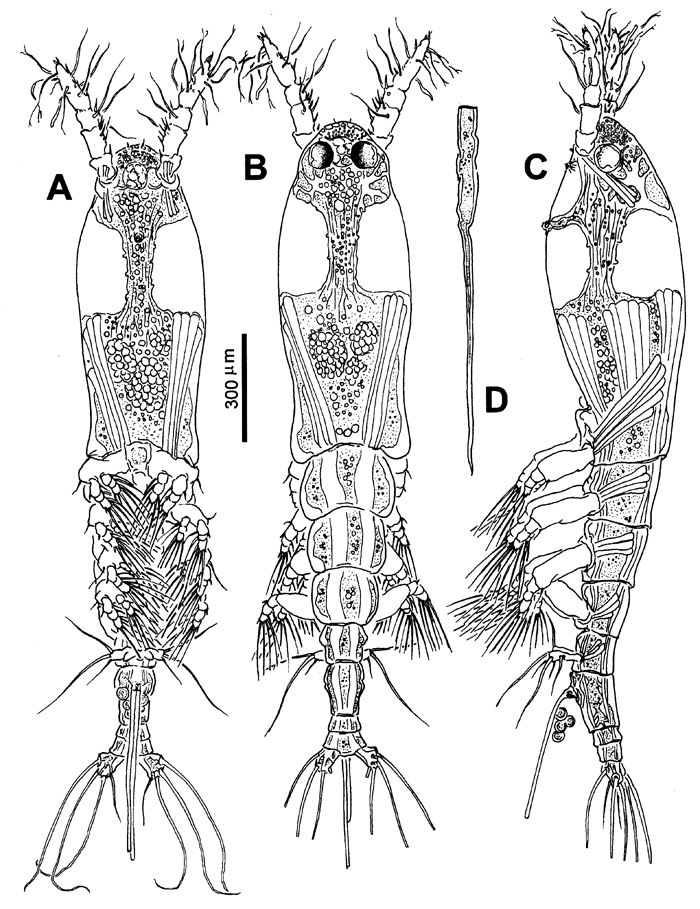 Species Monstrillopsis chilensis - Plate 4 of morphological figures