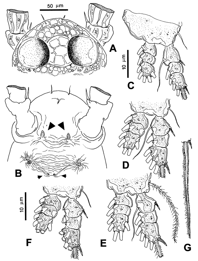 Espce Monstrillopsis chilensis - Planche 5 de figures morphologiques