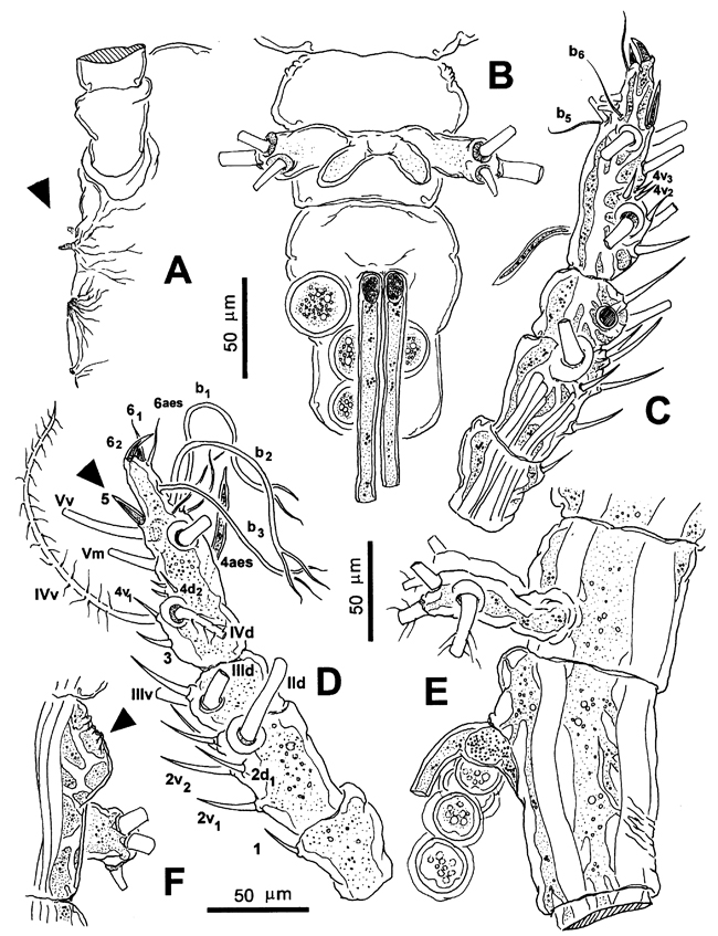 Espce Monstrillopsis chilensis - Planche 6 de figures morphologiques