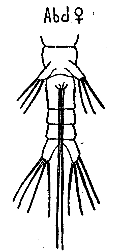 Espce Monstrillopsis filogranarum - Planche 1 de figures morphologiques