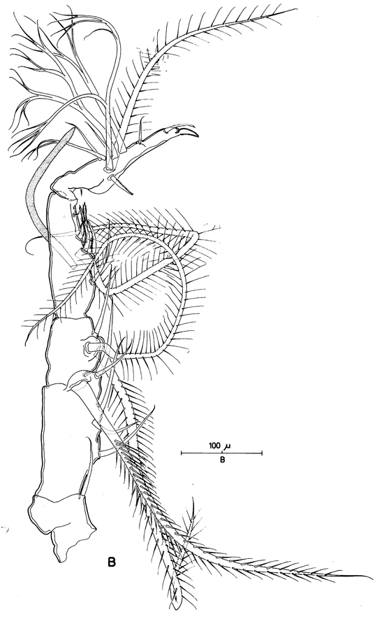 Espèce Monstrillopsis sp. - Planche 2 de figures morphologiques