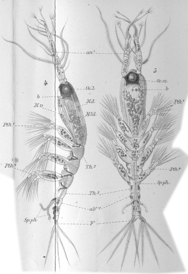 Espce Monstrilla anglica - Planche 2 de figures morphologiques