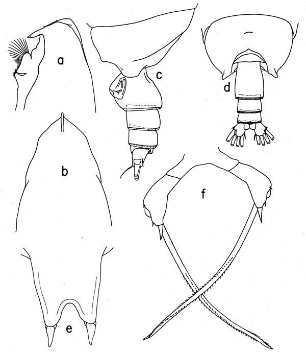 Espce Scottocalanus helenae - Planche 3 de figures morphologiques