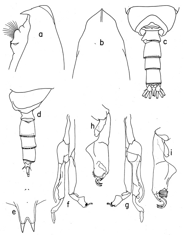 Species Scottocalanus helenae - Plate 4 of morphological figures
