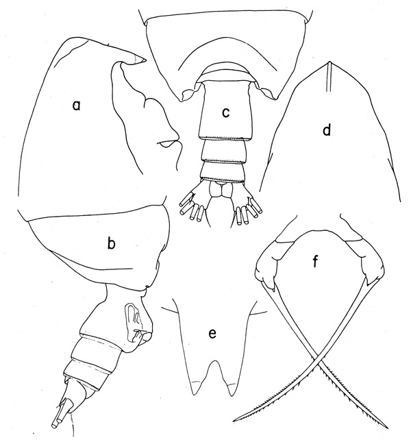 Species Scottocalanus thori - Plate 3 of morphological figures