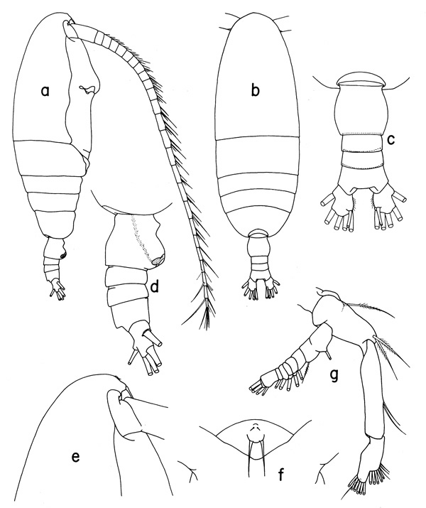 Espce Haloptilus fons - Planche 3 de figures morphologiques