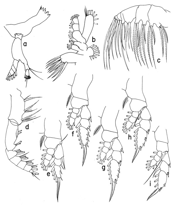 Espce Haloptilus fons - Planche 4 de figures morphologiques