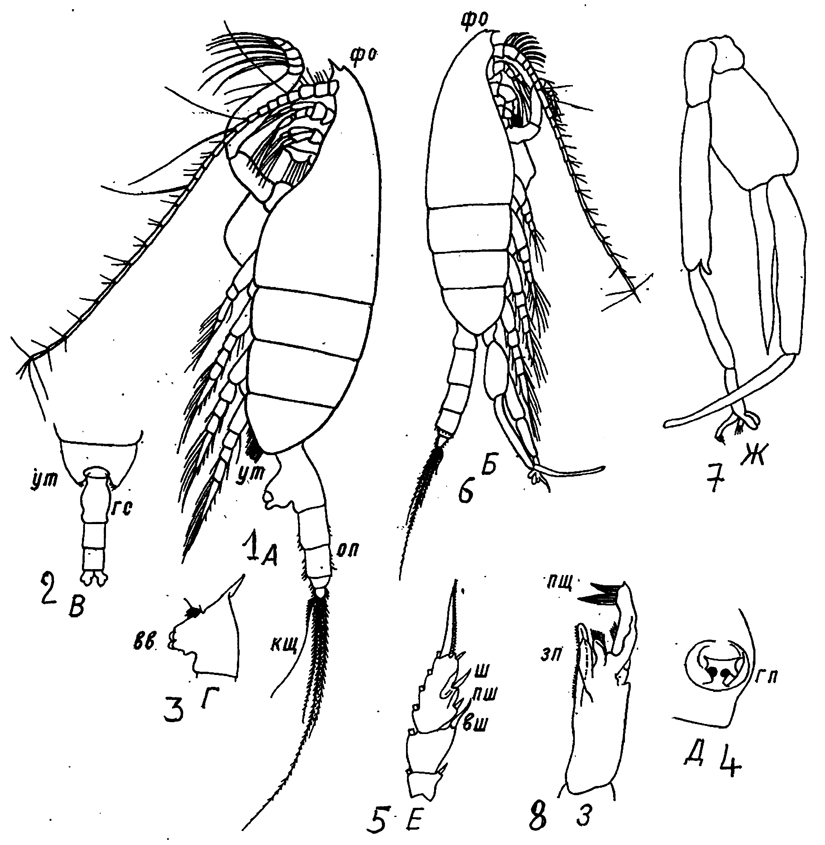 Species Paraeuchaeta glacialis - Plate 11 of morphological figures