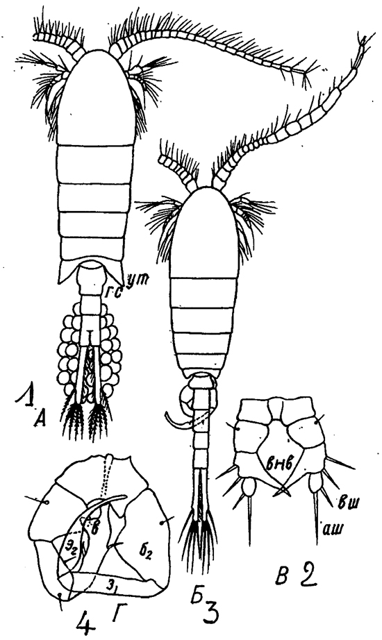 Species Eurytemora affinis - Plate 23 of morphological figures