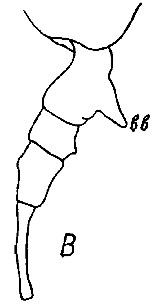 Espèce Eurytemora herdmani - Planche 10 de figures morphologiques
