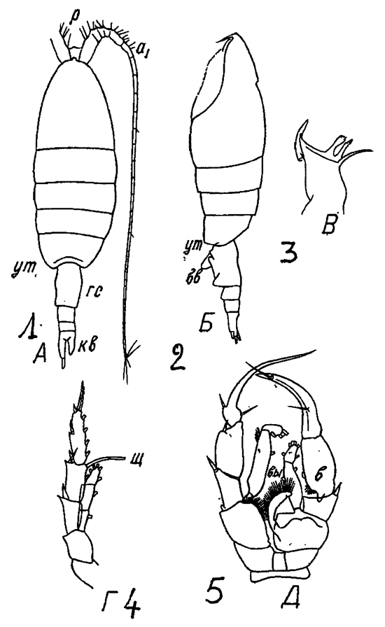 Species Heterorhabdus tanneri - Plate 23 of morphological figures