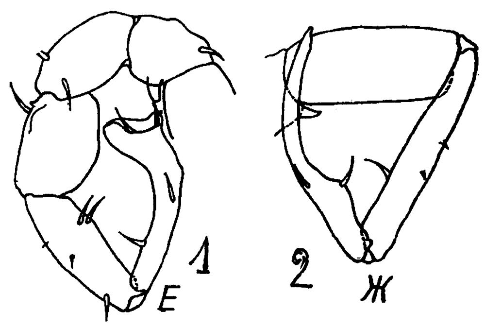 Espèce Eurytemora asymmetrica - Planche 5 de figures morphologiques