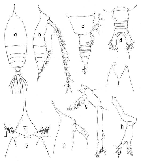 Espce Haloptilus ocellatus - Planche 1 de figures morphologiques