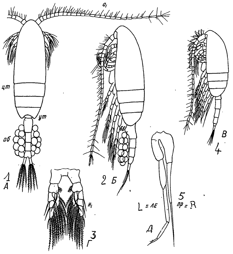 Species Pseudocalanus minutus - Plate 15 of morphological figures