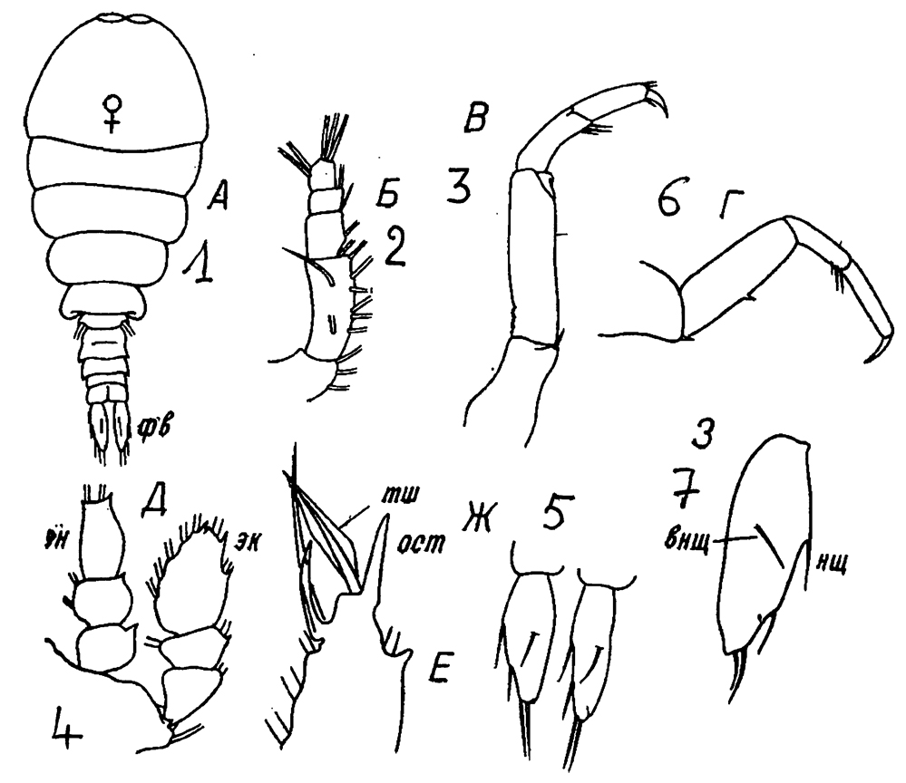 Species Sapphirina lactens - Plate 10 of morphological figures