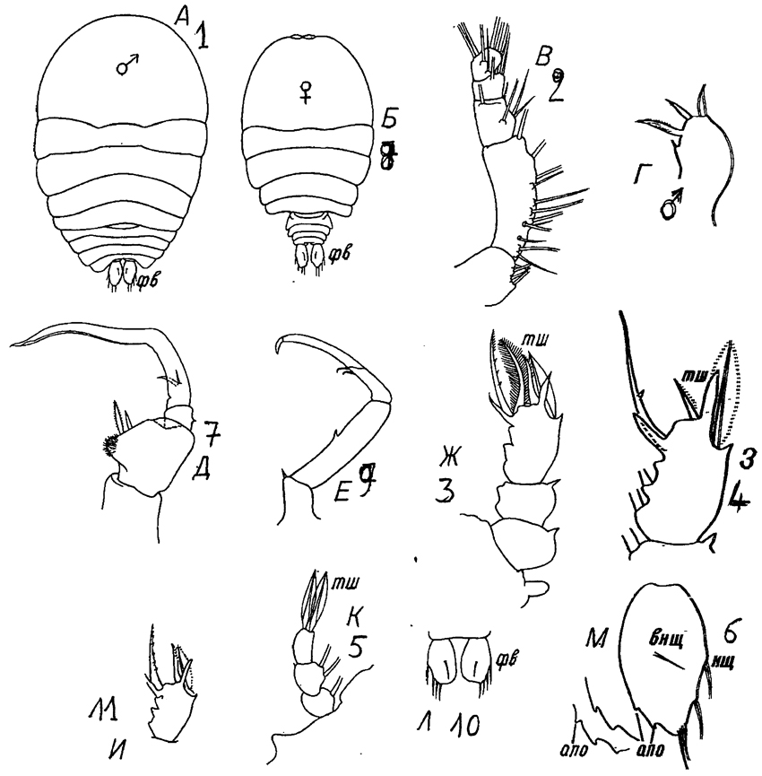Espce Sapphirina bicuspidata - Planche 12 de figures morphologiques