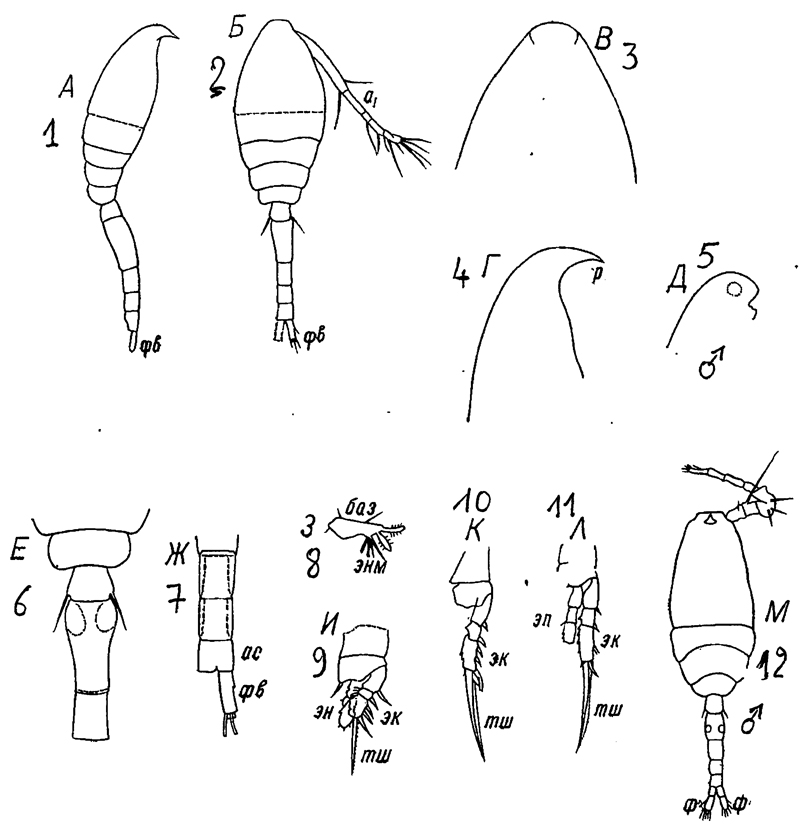Species Oithona brevicornis - Plate 39 of morphological figures