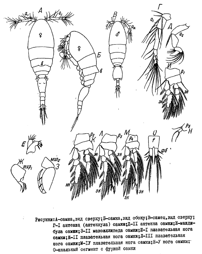Species Triconia borealis - Plate 15 of morphological figures