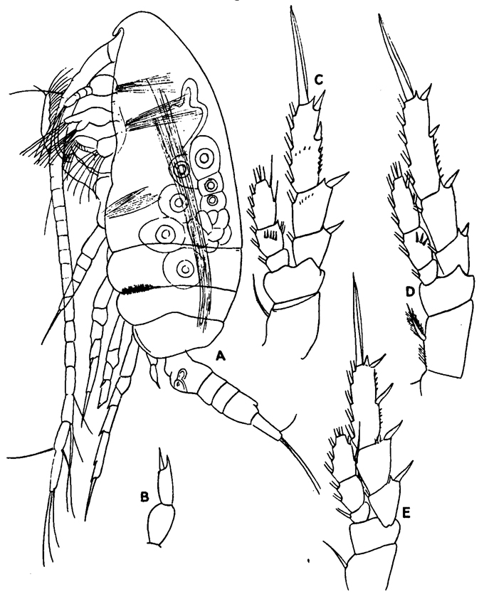 Espèce Parvocalanus crassirostris - Planche 29 de figures morphologiques