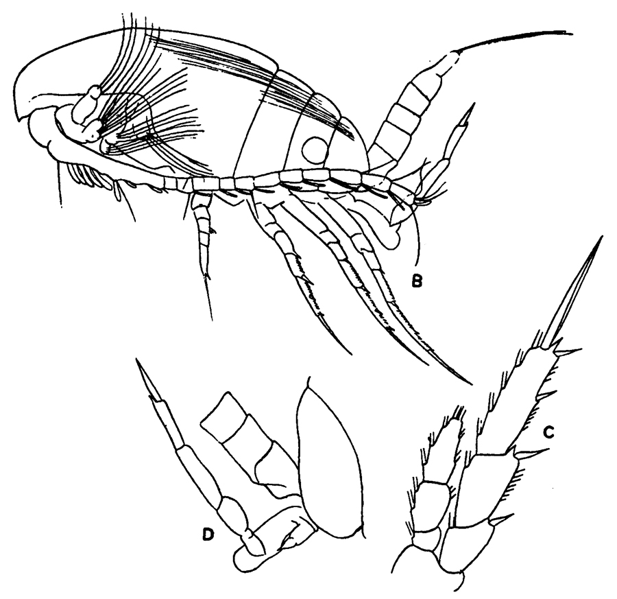 Espèce Parvocalanus crassirostris - Planche 30 de figures morphologiques