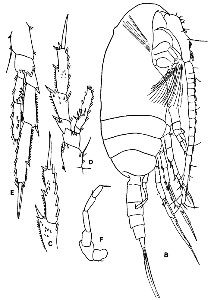 Species Acrocalanus gibber - Plate 11 of morphological figures