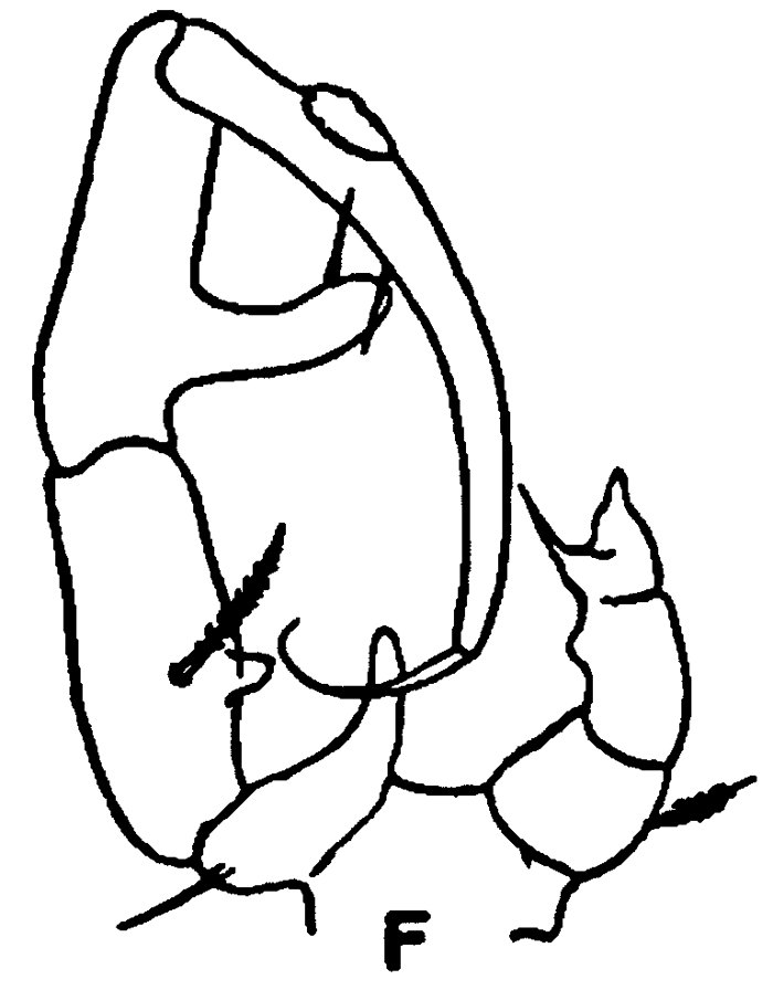 Espèce Paracartia latisetosa - Planche 12 de figures morphologiques