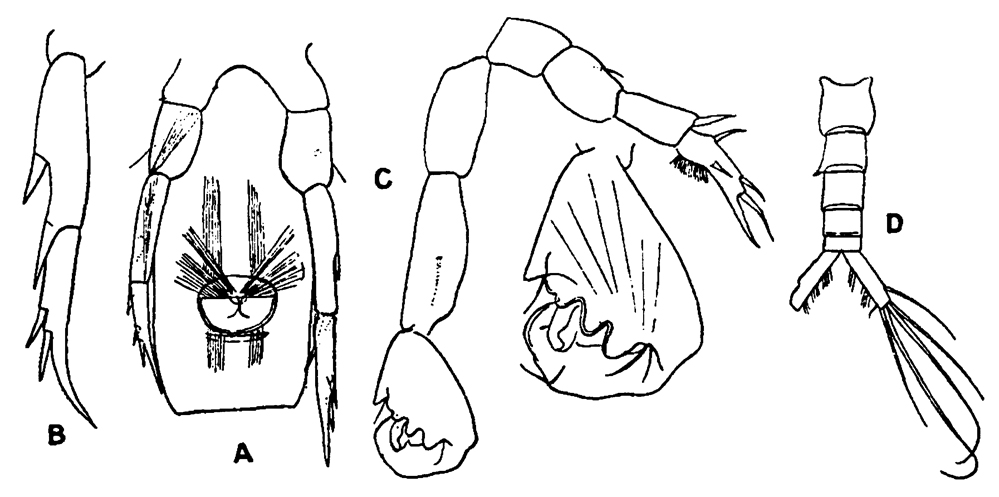 Espce Calanopia elliptica - Planche 18 de figures morphologiques
