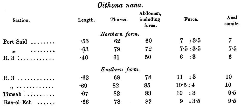 Species Oithona nana - Plate 31 of morphological figures