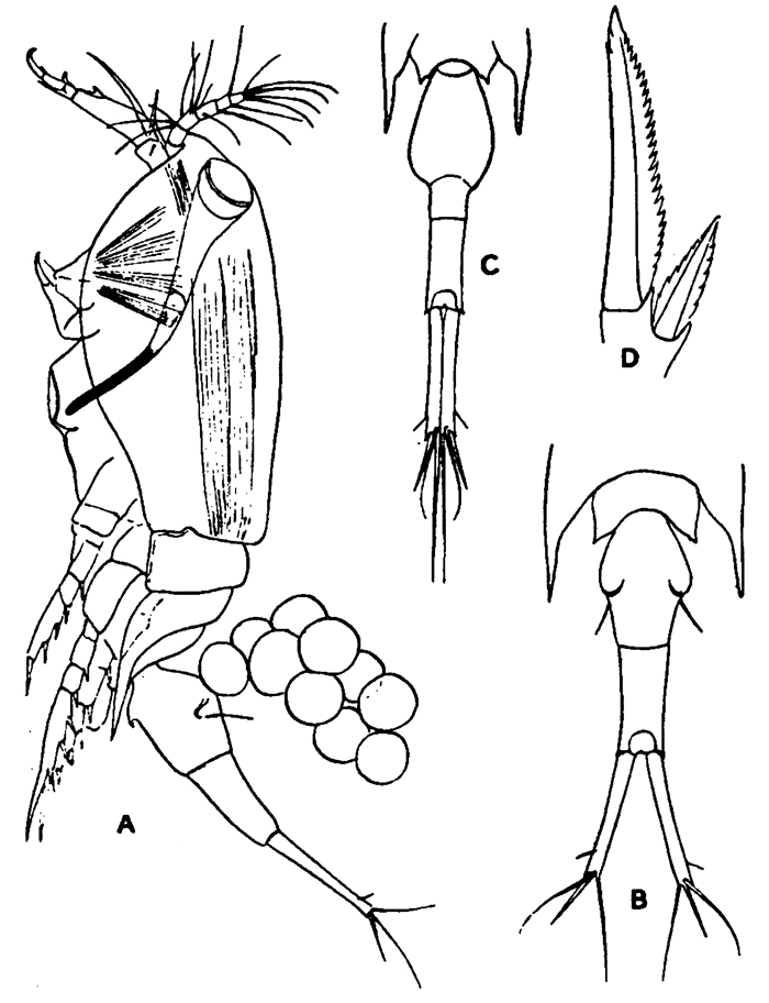 Species Corycaeus (Ditrichocorycaeus) erythraeus - Plate 16 of morphological figures