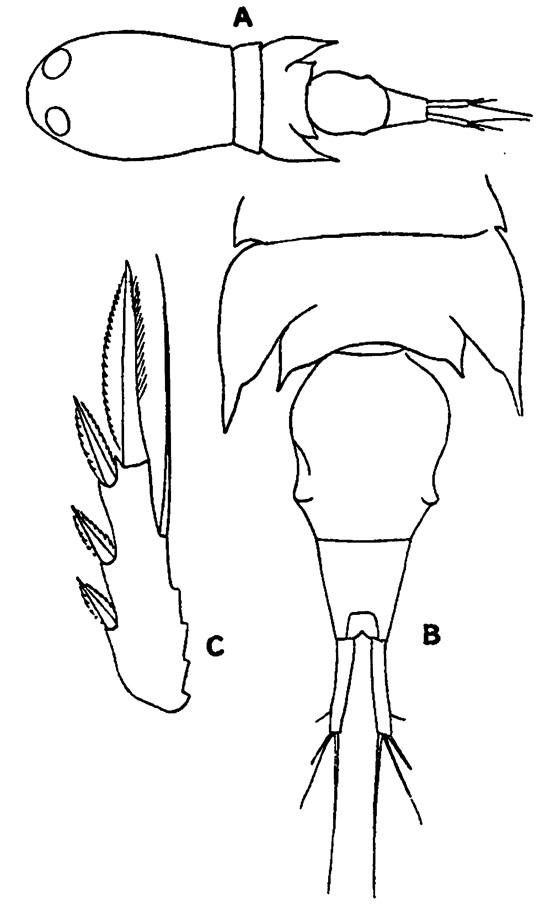 Species Corycaeus (Ditrichocorycaeus) asiaticus - Plate 14 of morphological figures