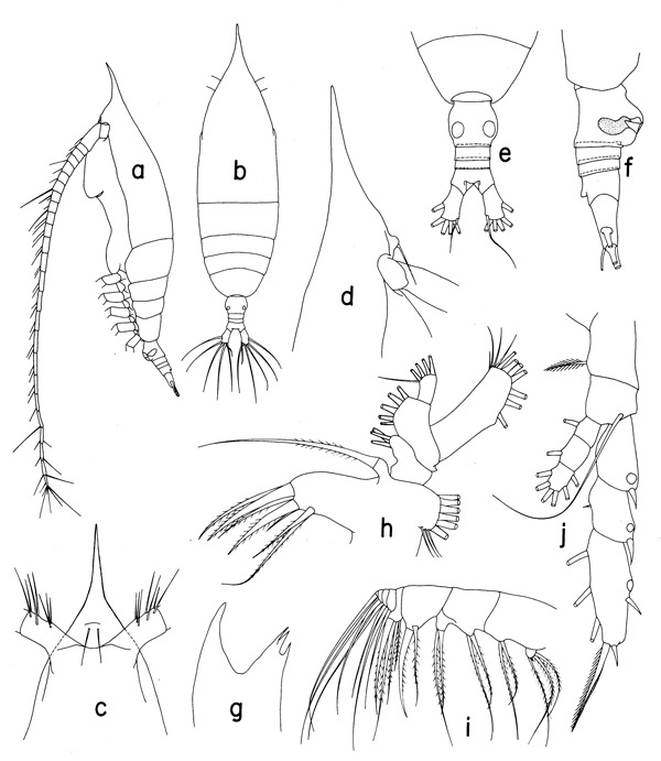 Espèce Haloptilus oxycephalus - Planche 2 de figures morphologiques