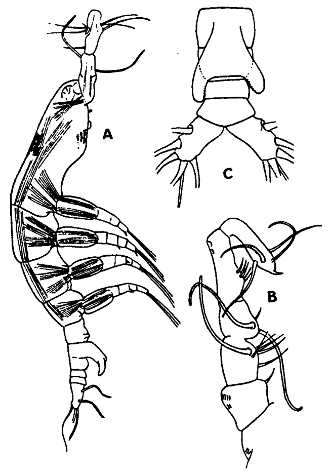 Species Monstrilla grandis - Plate 34 of morphological figures