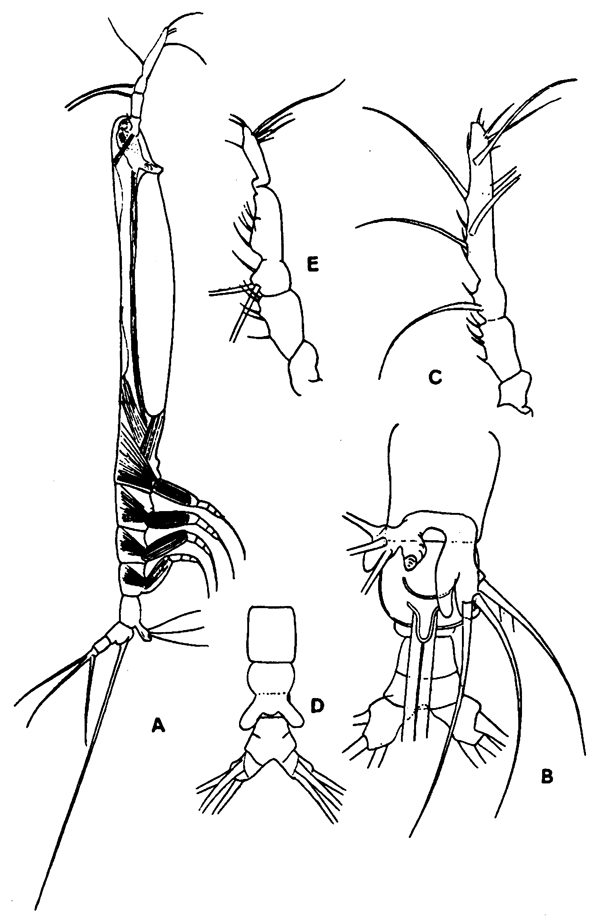 Espèce Cymbasoma gracile - Planche 4 de figures morphologiques