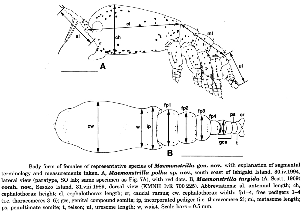 Espèce Maemonstrilla turgida - Planche 5 de figures morphologiques