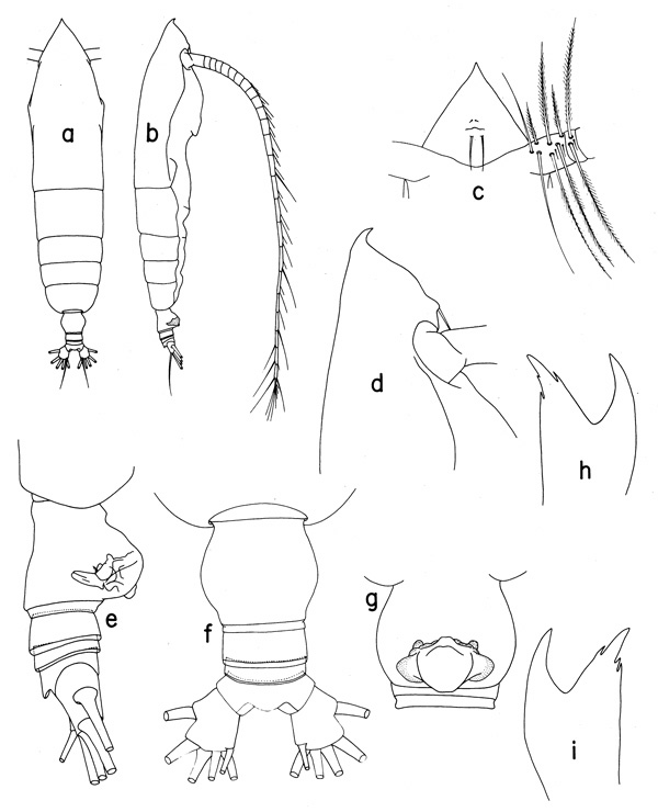 Espce Haloptilus spiniceps - Planche 2 de figures morphologiques