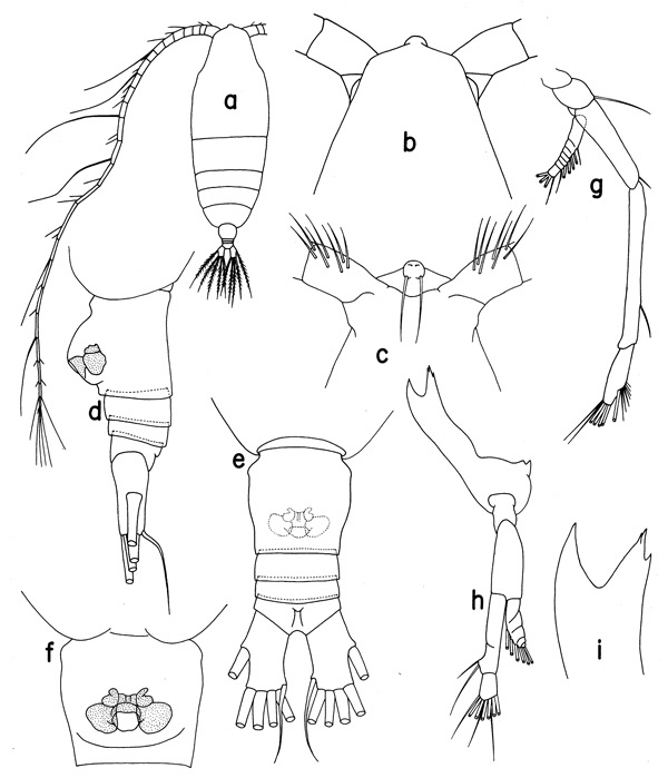 Espce Haloptilus longicornis - Planche 2 de figures morphologiques