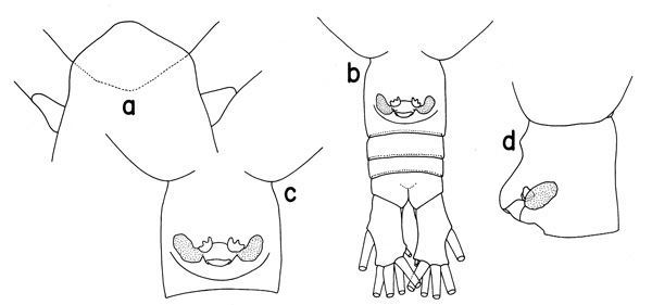 Espèce Haloptilus paralongicirrus - Planche 2 de figures morphologiques