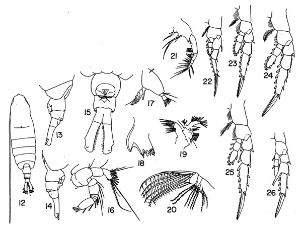 Espèce Centropages elegans - Planche 3 de figures morphologiques
